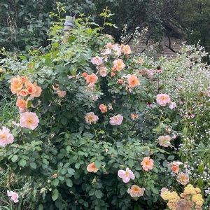 Meet your Posher, Elena